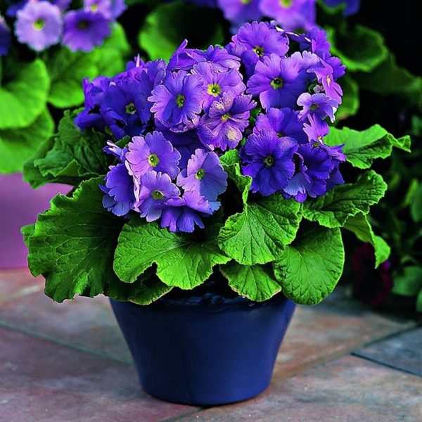 PRIMULA SPP. - Image 4
