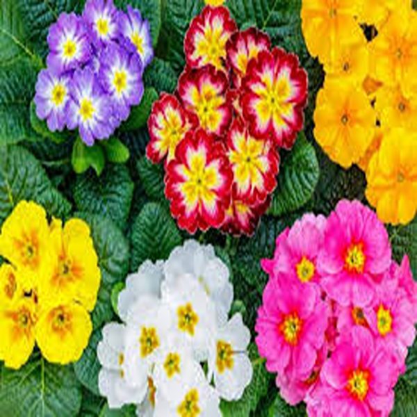 PRIMULA SPP. - Image 3