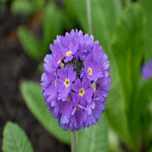 PRIMULA