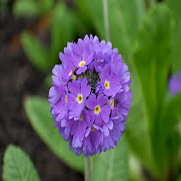 PRIMULA SPP. - Image 2