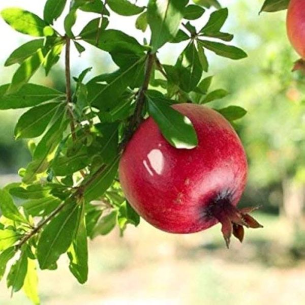 PRUNICA GRANATUM (SINDURI) - Image 4