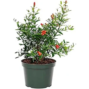 PRUNICA GRANATUM (SINDURI)