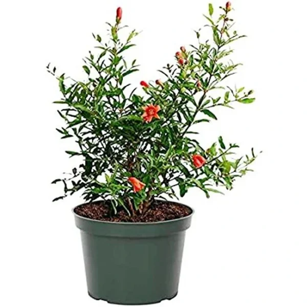 PRUNICA GRANATUM (SINDURI)