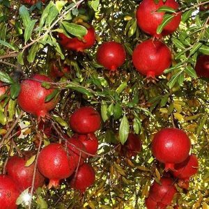 PRUNICA GRANATUM (SINDURI)