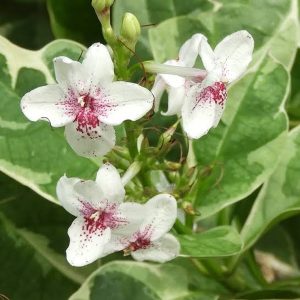 PSEUDERANTHEMUM RETICULATUM