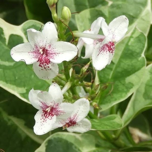 PSEUDERANTHEMUM RETICULATUM - Image 2