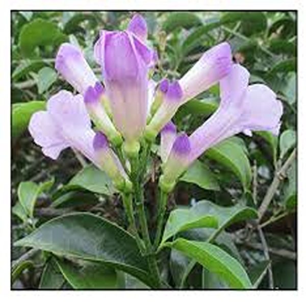 PSEUDOCALYMMA AL. - Image 3