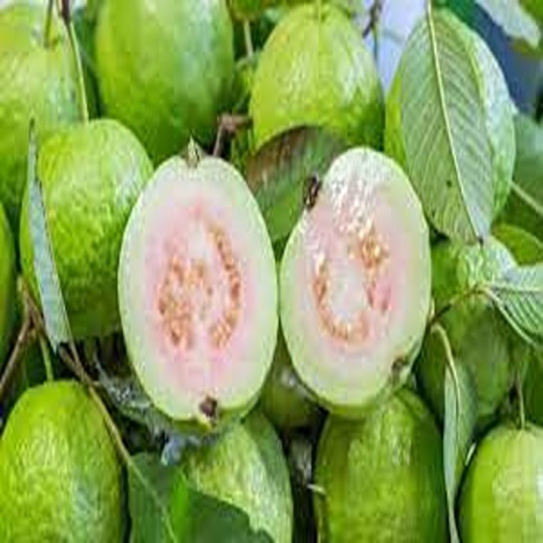 PSIDIUM GUAJVA - Image 5