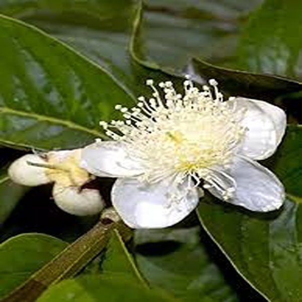 PSIDIUM GUAJVA - Image 4