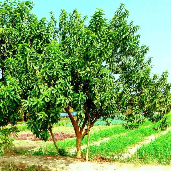 PSIDIUM GUAJVA - Image 3