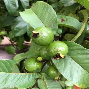 PSIDIUM GUAJVA