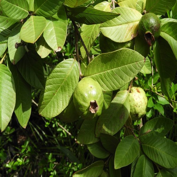PSIDIUM GUAJVA - Image 6
