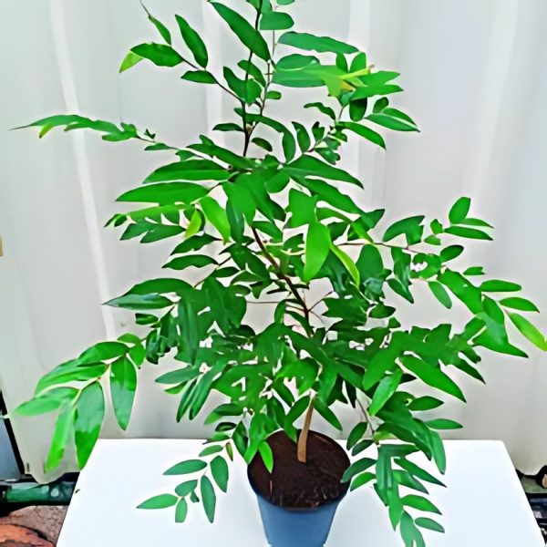 PUTRNAJIVA ROXBURGHII