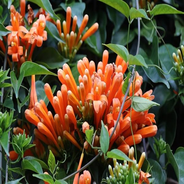 CRPYROSTEGIA VENSUTA - Image 4