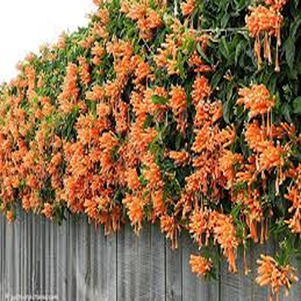 CRPYROSTEGIA VENSUTA - Image 3