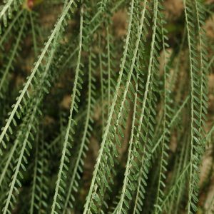 PARKINSONIA ACULEATA