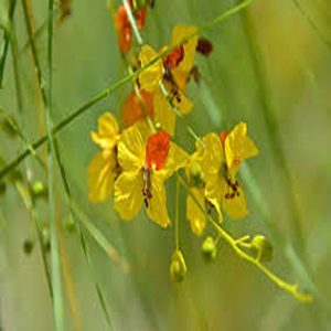 PARKINSONIA ACULEATA