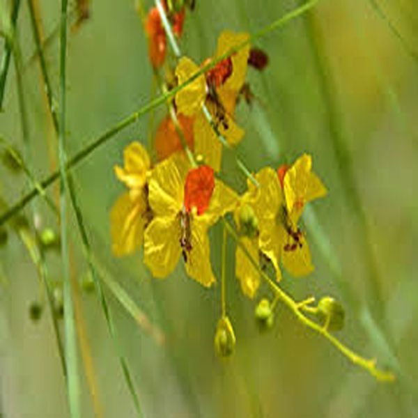 PARKINSONIA ACULEATA - Image 2