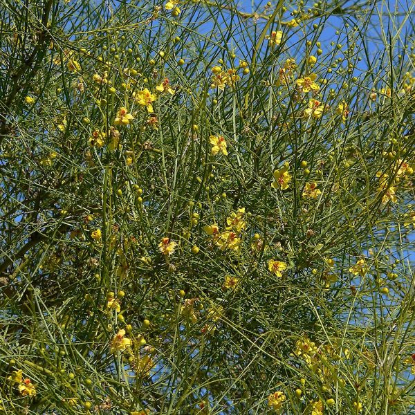 PARKINSONIA ACULEATA - Image 3