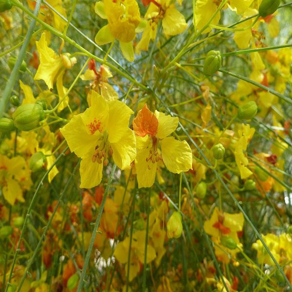 PARKINSONIA ACULEATA - Image 4