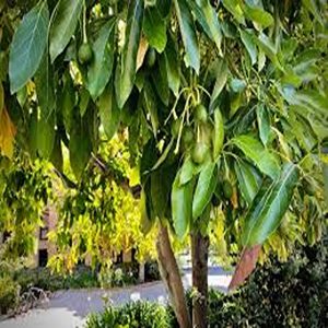 PERSEA AMERICANA