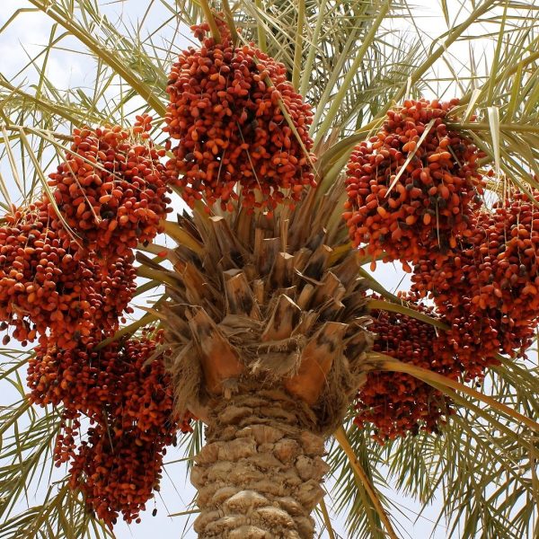 PHOENIX DACTYLIFERA - Image 6