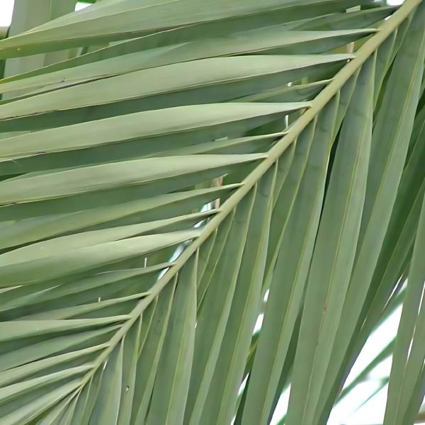 PHOENIX DACTYLIFERA - Image 5