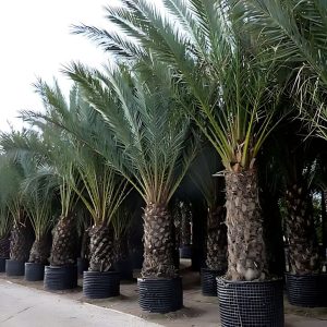 PHOENIX DACTYLIFERA