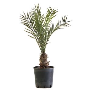 PHOENIX DACTYLIFERA