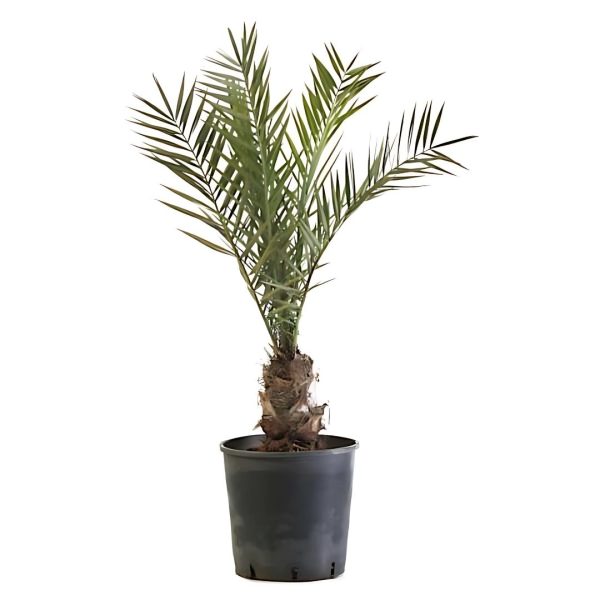 PHOENIX DACTYLIFERA