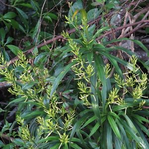 HP-PLEOMELE R. ANGUSTIFOLIA