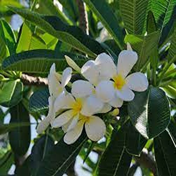PLUMERIA ACUTIFOLIA - Image 3