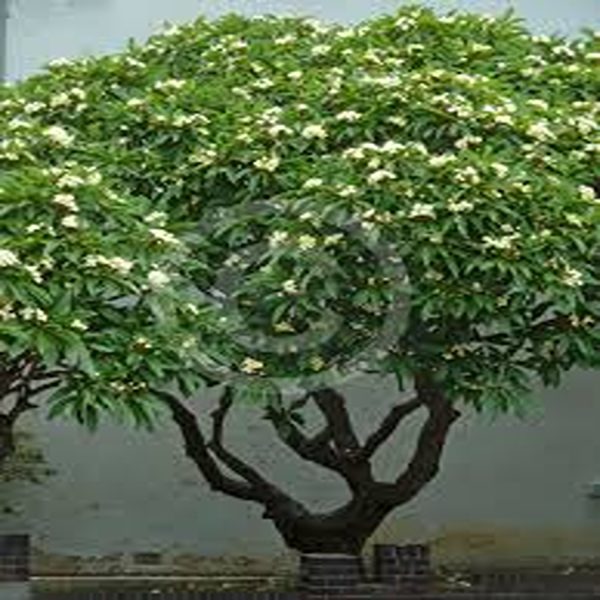 PLUMERIA ACUTIFOLIA - Image 2