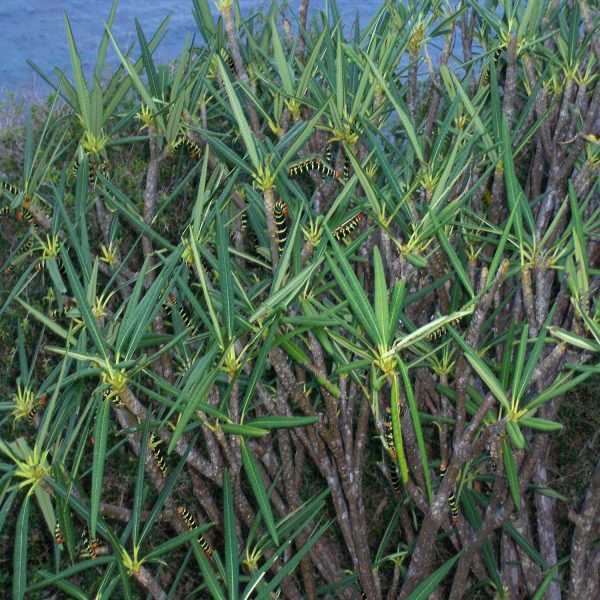 PLUMERIA ALBA - Image 2
