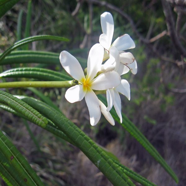 PLUMERIA ALBA - Image 3
