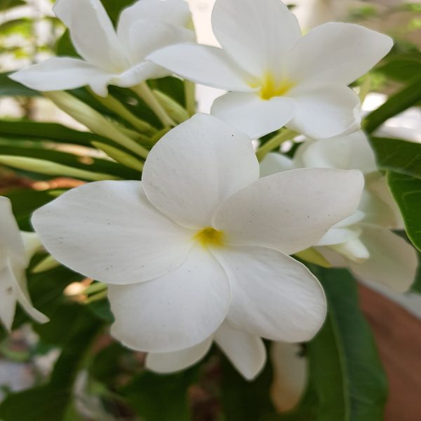 PLUMERIA PUDICA - Image 5