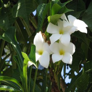 PLUMERIA PUDICA