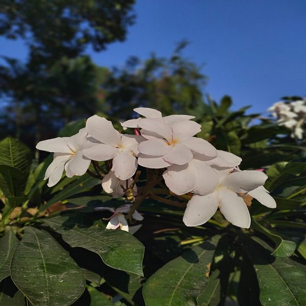 PLUMERIA PUDICA - Image 3
