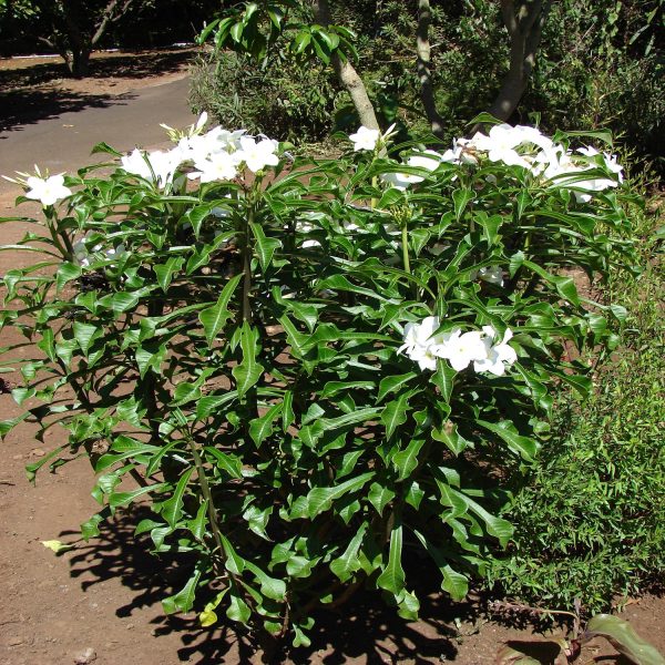 PLUMERIA PUDICA - Image 4