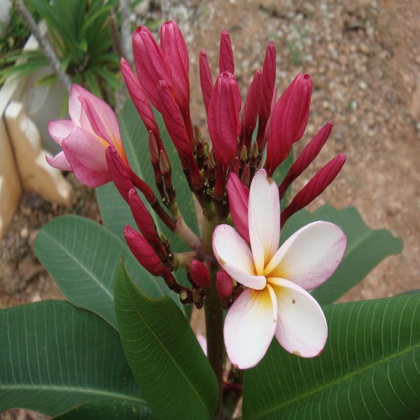 PLUMERIA ROSEA - Image 4