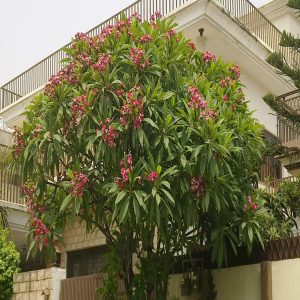 PLUMERIA ROSEA