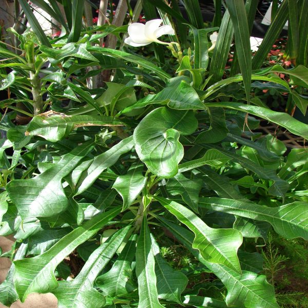 PLUMERIA ROSEA - Image 3