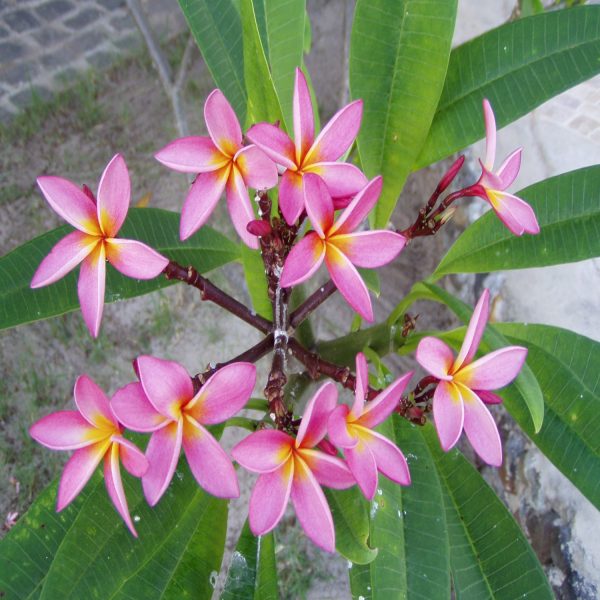 PLUMERIA RUBRA - Image 3