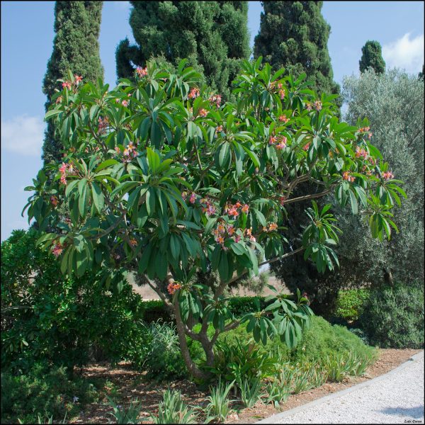 PLUMERIA RUBRA - Image 4