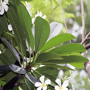 PLUMERIA SINGAPORENSIS