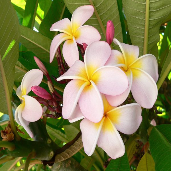 PLUMERIA SINGAPORENSIS - Image 3