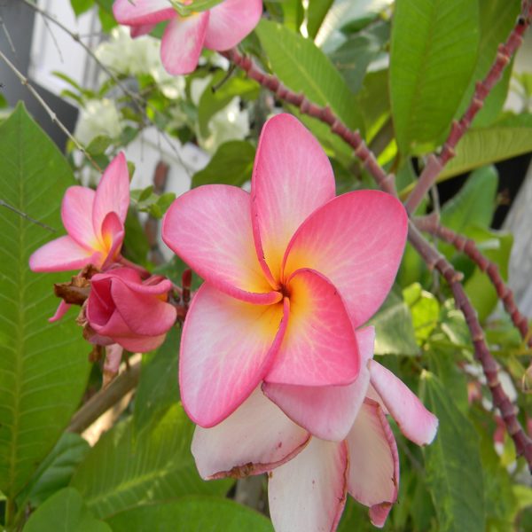 PLUMERIA SINGAPORENSIS - Image 4