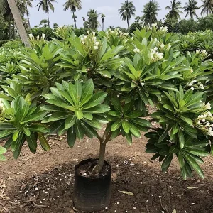PLUMERIA SINGAPORENSIS