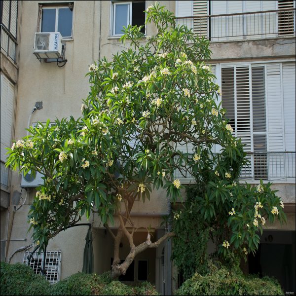 PLUMERIA SINGAPORENSIS - Image 5