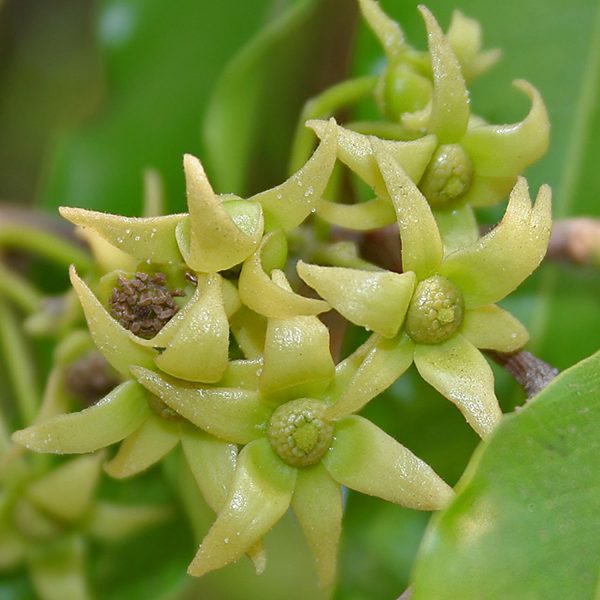POLYALTHIA LONGIFOLIA - Image 4